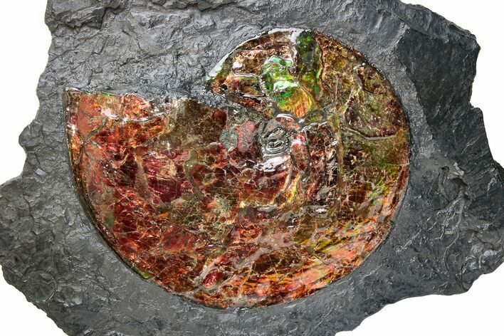 Brilliant Red Ammonite Preserved In Precious Ammolite #222716